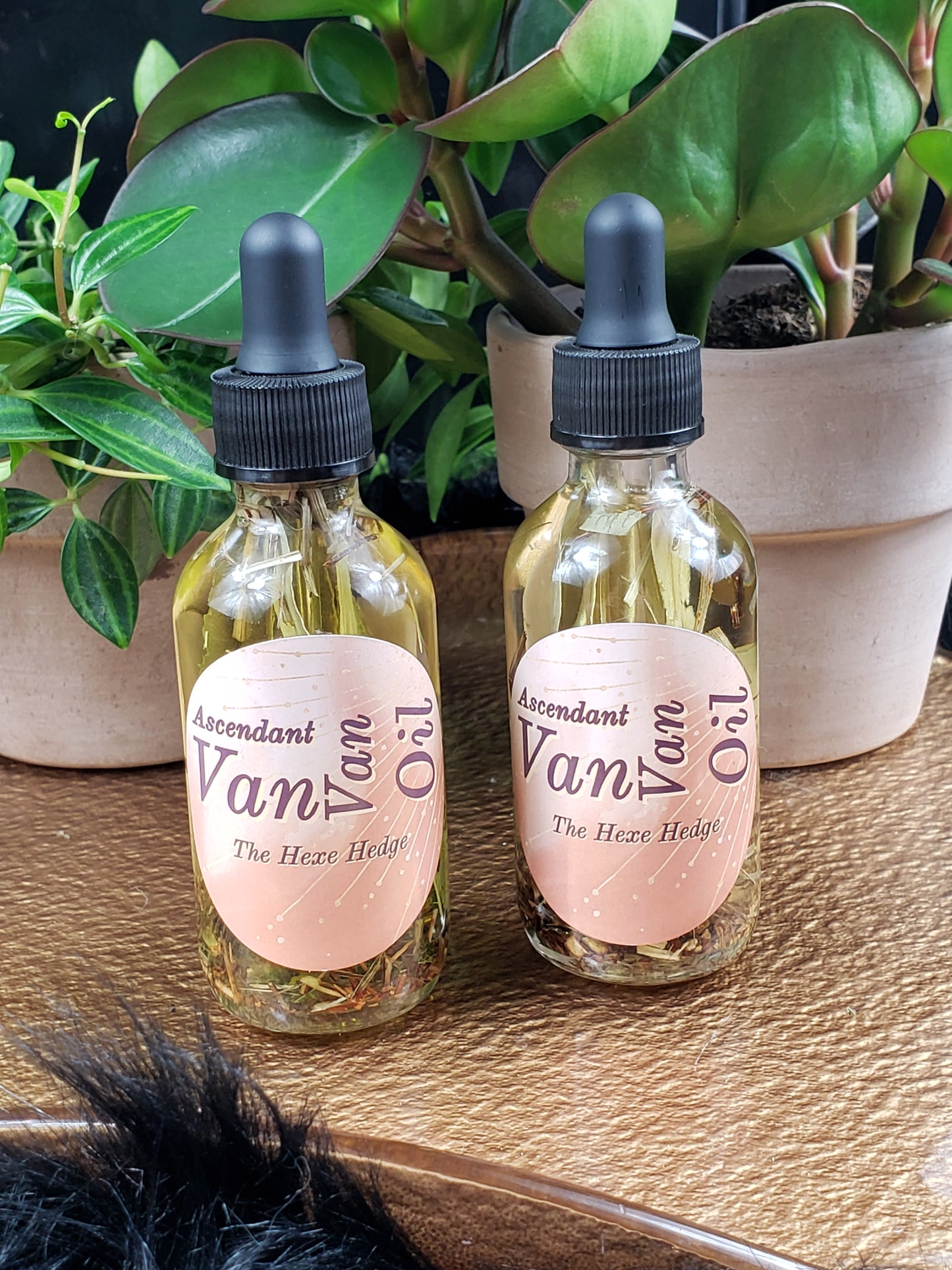 Acendant VanVan Anointing Oil + Ritual Oil + Spell Oil + Anointing Oil